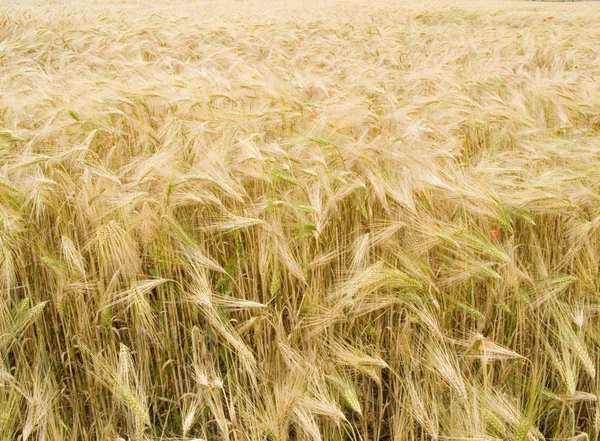 Campo con trigo — Foto de Stock