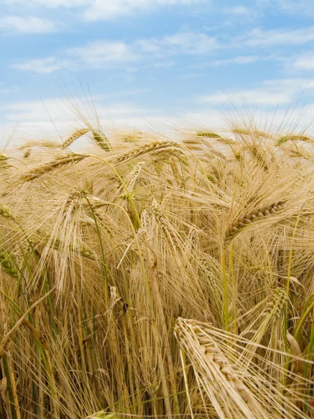 Sklizeň pšenice — Stock fotografie