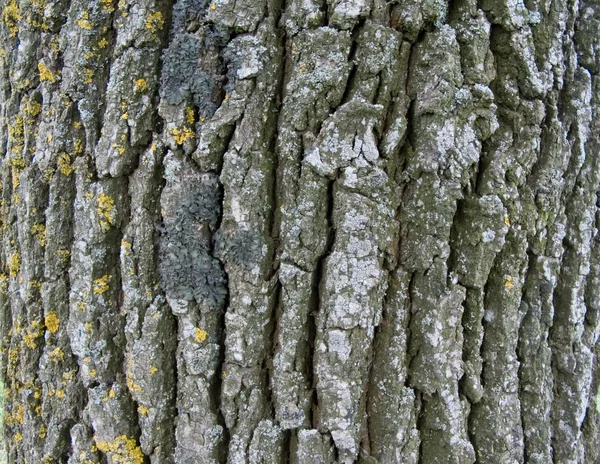 Corteccia della quercia — Foto Stock