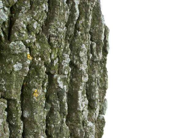 Corteccia della quercia su sfondo bianco — Foto Stock