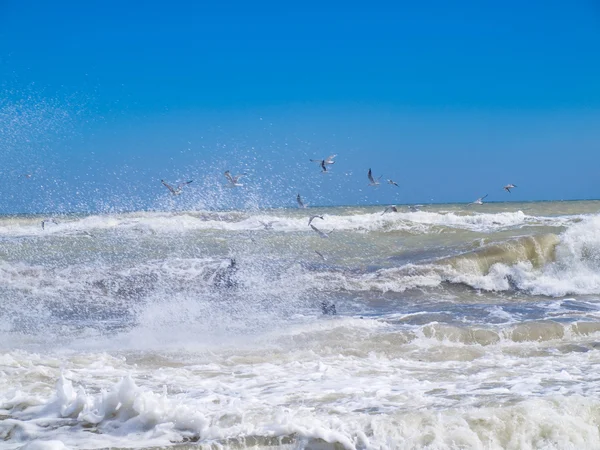 Vôo de gaivotas sobre um mar furioso — Fotografia de Stock