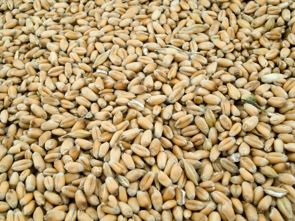 Coltivazione del grano — Foto Stock