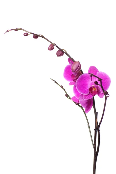 stock image Orchid on white