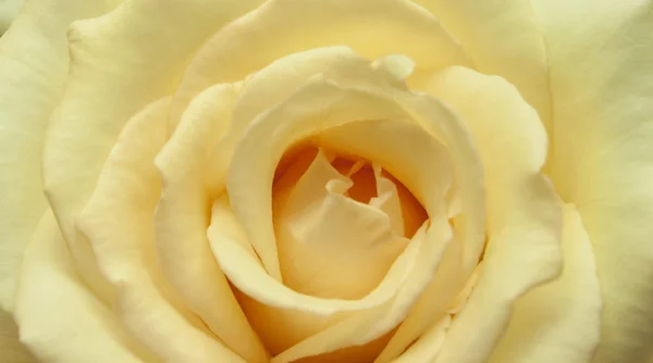 Όμορφη φρέσκα ροδαλό λουλούδι — Φωτογραφία Αρχείου