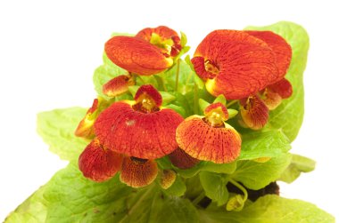 Calceolaria