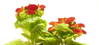 Calceolaria