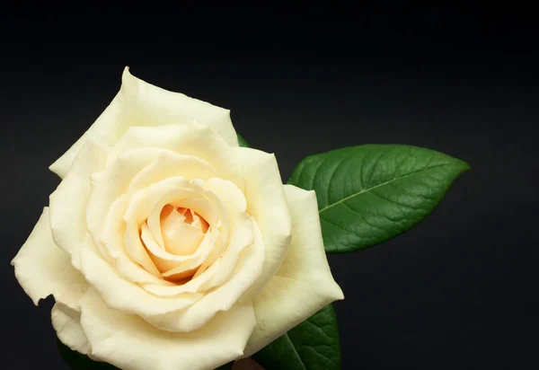 Красива свіжа квітка троянди — стокове фото