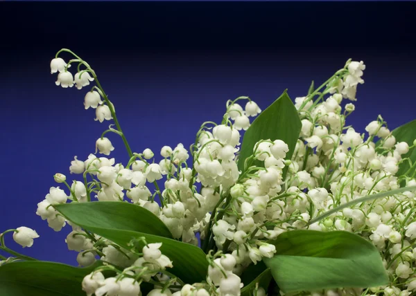 Vackra färskt lily-av-det-valey — Stockfoto