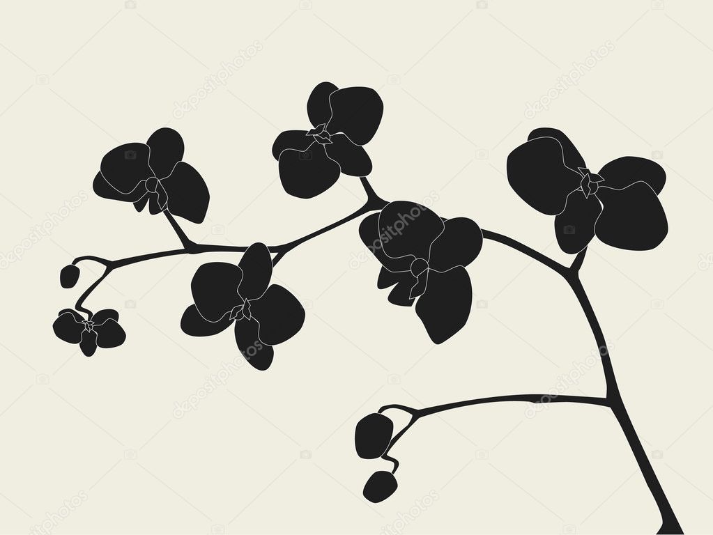 Orchid branch silhouette