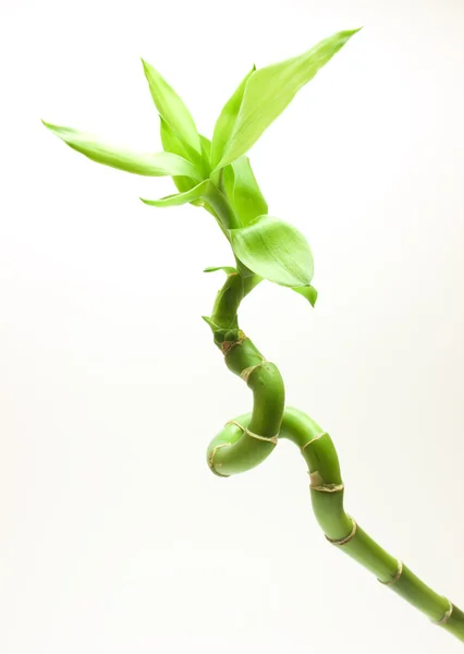 Frische Bambuspflanze — Stockfoto