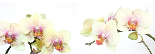 Bella orchidea isolata su bianco — Foto Stock