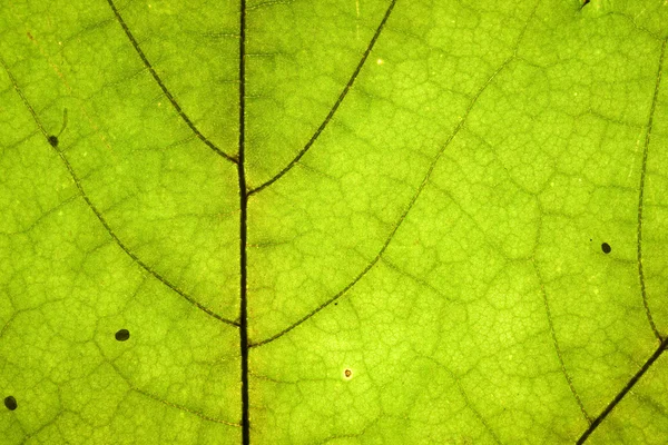 Grönt blad — Stockfoto
