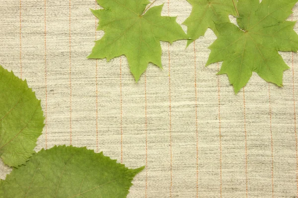 Αποξηραμένα πράσινα φύλλα πάνω από το ύφασμα υφασμάτων — Φωτογραφία Αρχείου