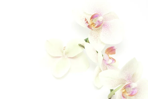 Piękny storczyk na białym tle — Zdjęcie stockowe