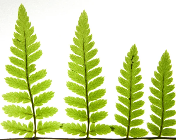 Detalle de las hojas de helecho verde — Foto de Stock