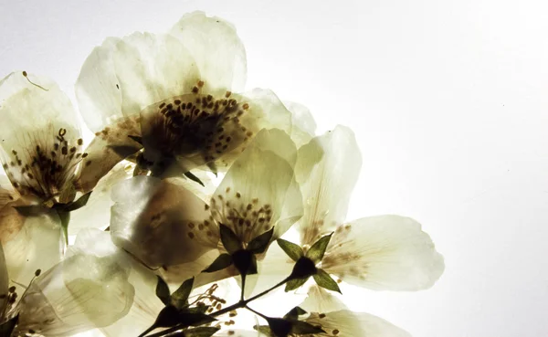 Sušené větve jasmínový květ — Stock fotografie
