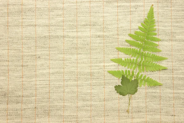 Feuilles vertes séchées sur tissu textile — Photo