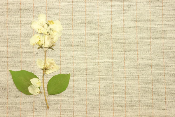 Gedroogde jasmijn over stof textiel — Stockfoto