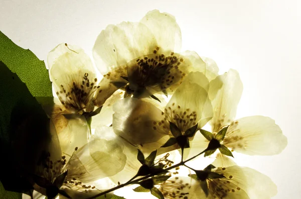 ジャスミンの花の乾燥支店 — ストック写真