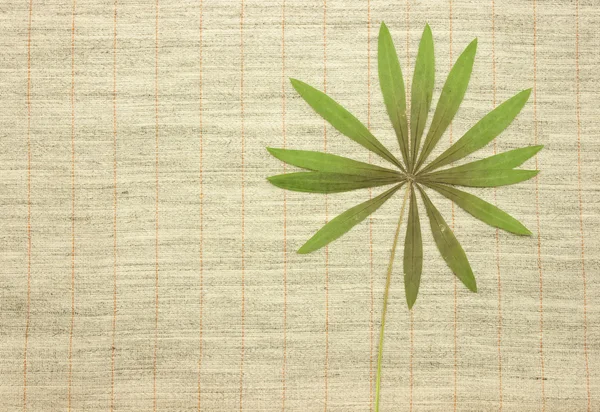 Sušené zelené listy nad textilní tkanina — Stock fotografie