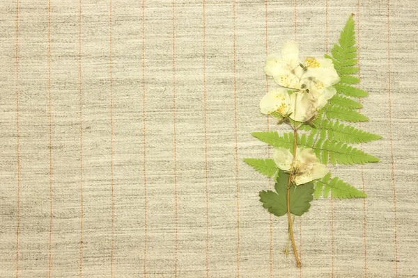 Dried jasmine over fabric textile — Stock Photo, Image