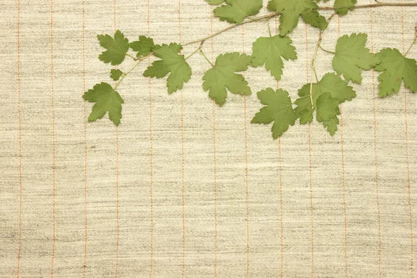 stock image Dried green leaves over fabric textile
