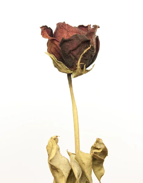 Gyönyörű szárított piros rózsa — Stock Fotó
