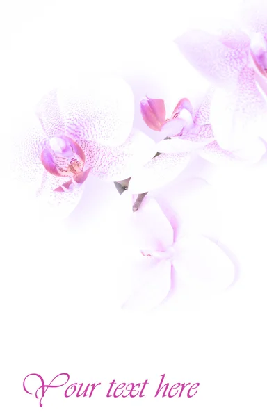 美丽的兰花与副本空间 — 图库照片
