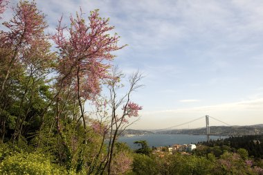 Redbud and Istanbul clipart