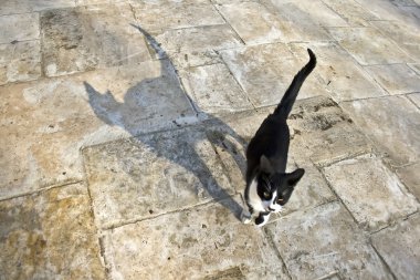 Cat with Shadow clipart