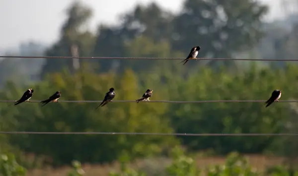 stock image Birds