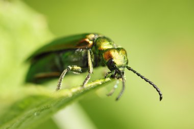 Cantharis