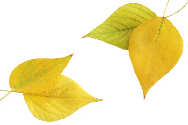 Foliage aspen — Stock Photo, Image