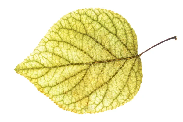 Leaf of the apricot — Stock Photo, Image