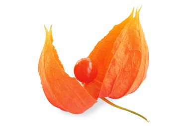 Physalis clipart