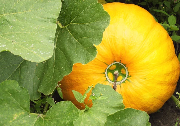 stock image Ripe pumpkin