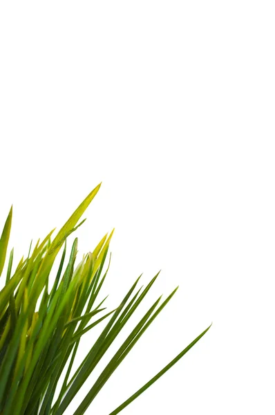 Зеленая трава с местом для текста — стоковое фото