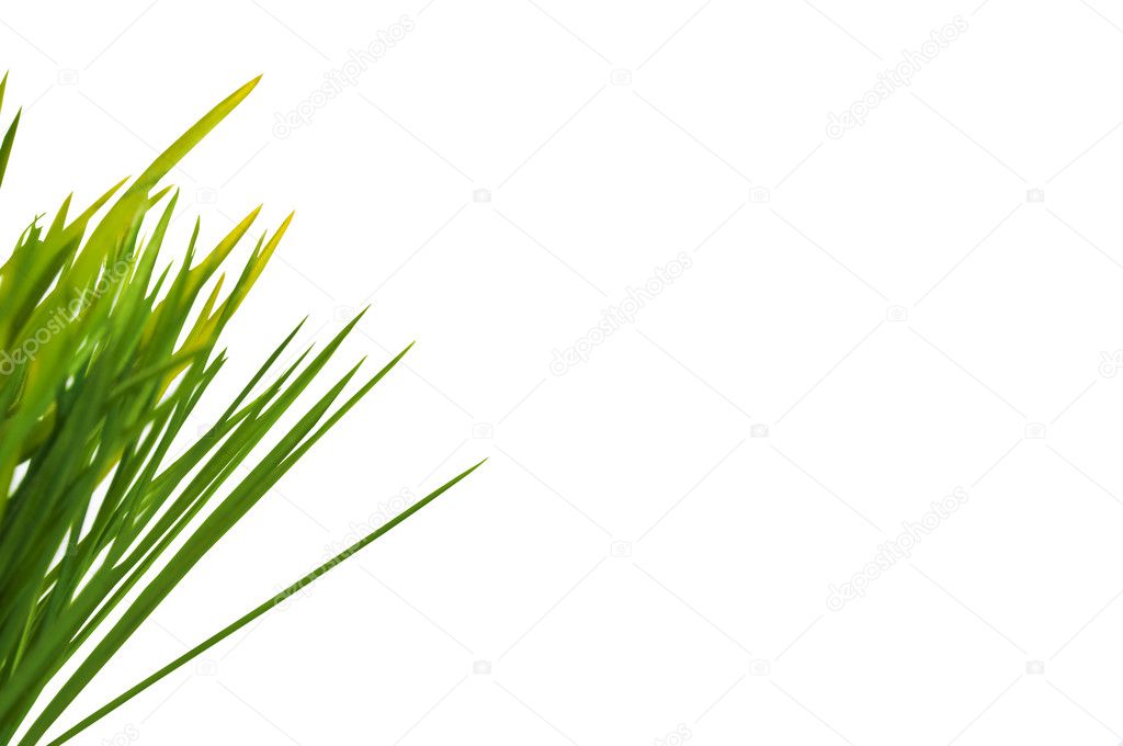 Green grass with space for text