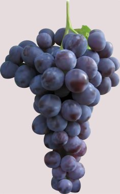 Grapes clipart