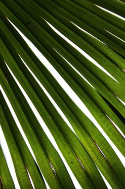 Close up of palm leaf clipart