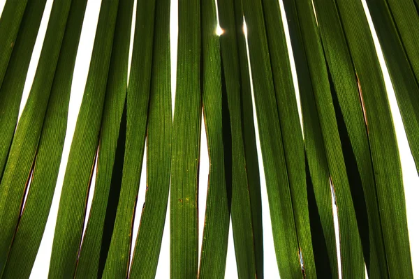 Palm leaf — стокове фото