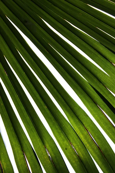Закрыть пальмовый лист — стоковое фото