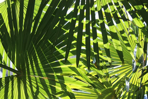 Palm tle — Zdjęcie stockowe
