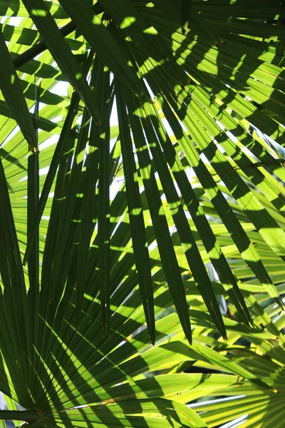 Зелений palm фону — стокове фото