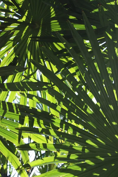 Grüne Palmblätter lizenzfreie Stockfotos