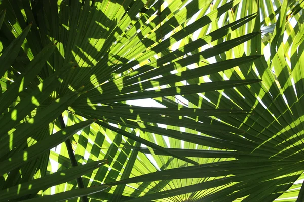 Gröna palmblad Royaltyfria Stockbilder