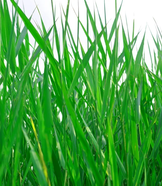 Grönt gräs backgound — Stockfoto
