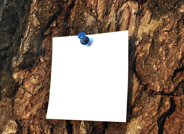 Papper som bifogas krone ett träd — Stockfoto