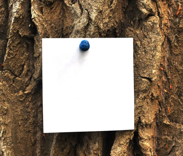 Paper attached to krone of a tree — Stock Photo, Image