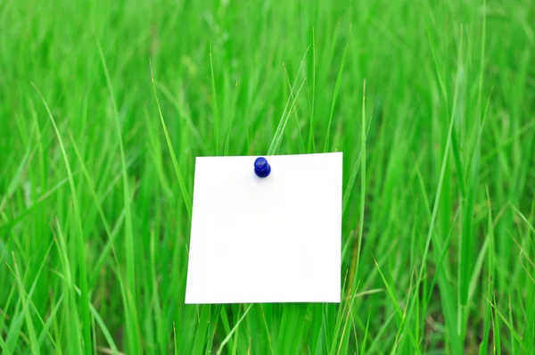 Papír připojené k zelené trávy — Stock fotografie